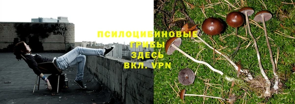 ПСИЛОЦИБИНОВЫЕ ГРИБЫ Няндома